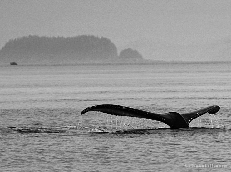 Humpback Whale, Juneau, Alaska