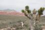 1339-0226-Red-Rock-Canyon 