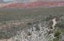 1343-0231-Red-Rock-Canyon 